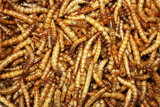Phát minh ra đậu phụ “xôi thịt” làm từ protein sâu bọ