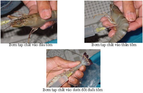 Nhận biết tôm bơm tạp chất như thế nào?