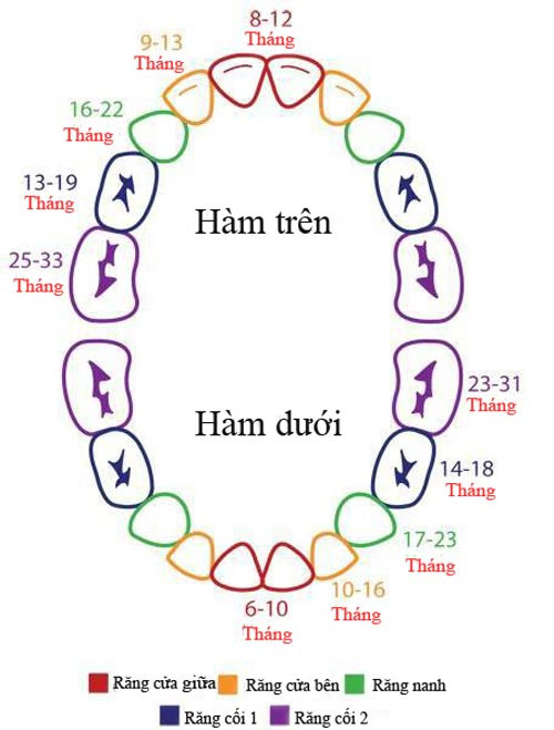 Minh họa trình tự và thời gian mọc răng của bé