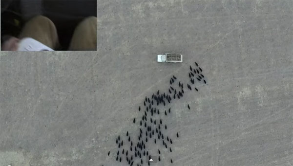 Video: Nghệ thuật chăn bò của bác nông dân vui tính