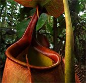 Sát thủ thực vật nắp ấm ở đảo Borneo