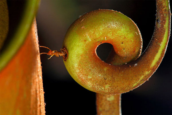 Sát thủ thực vật nắp ấm ở đảo Borneo