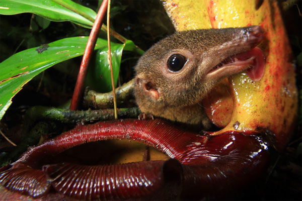 Sát thủ thực vật nắp ấm ở đảo Borneo
