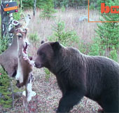 Video: Gấu biết tránh bẫy để lấy mồi