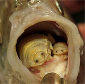 Sinh vật hút máu xuất hiện trong hộp cá ngừ