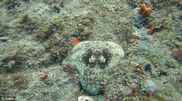 The magic of the octopus in the Caribbean Sea