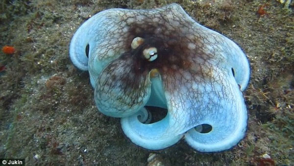 The magic of the octopus in the Caribbean Sea
