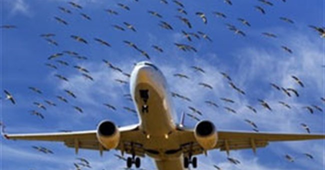 Vì sao chim thường hay đâm vào máy bay?