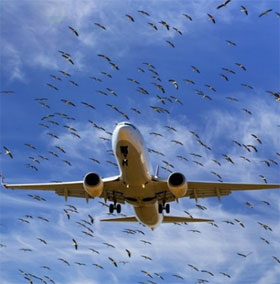 Vì sao chim thường hay đâm vào máy bay?