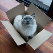 Mèo thích trốn trong hộp để giảm căng thẳng