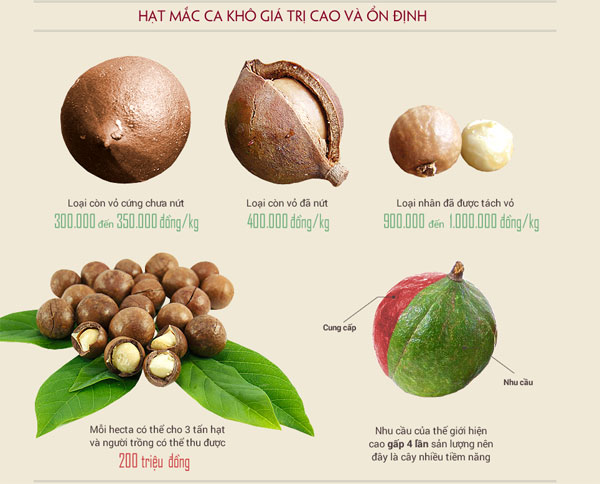 Lý do mắc ca được coi là 