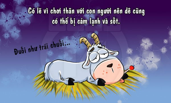 Fun fact về loài dê khiến bạn 