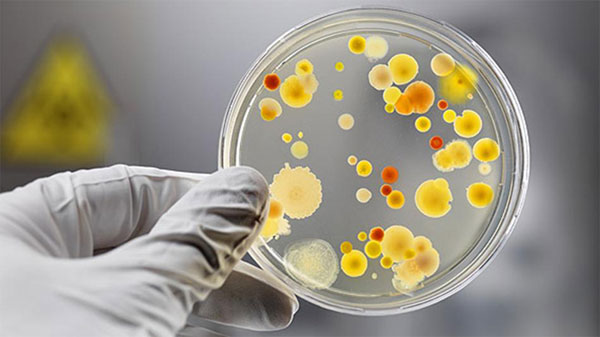 Câu chuyện về CRISPR: Từ vi khuẩn đến phát kiến vĩ đại của thế kỷ 21