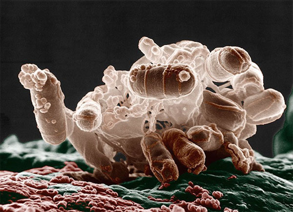 Câu chuyện về CRISPR: Từ vi khuẩn đến phát kiến vĩ đại của thế kỷ 21