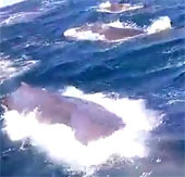 Video: Cá nhà táng lao vào tàu cá