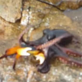 Video: Bạch tuộc nhảy lên bờ tấn công con mồi