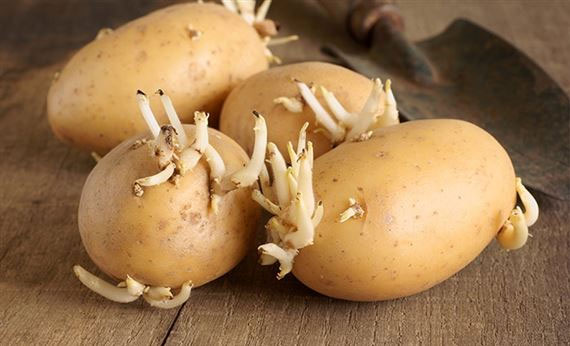 Tại sao khoai tây mọc mầm gây độc cho cơ thể