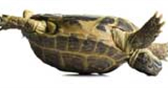 Hiện tượng rùa bị ngửa bụng tự lật úp