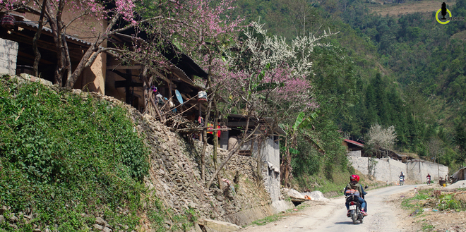 Hoa đào, hoa mận nở bung trên cao nguyên đá Hà Giang