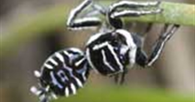 Phát hiện hai loài nhện mới biết "nhảy hay, mặc đẹp"