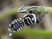 Phát hiện hai loài nhện mới biết "nhảy hay, mặc đẹp"