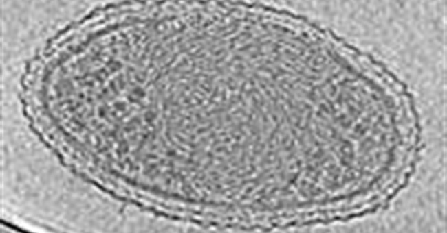 Dạng sống nhỏ nhất trên Trái Đất