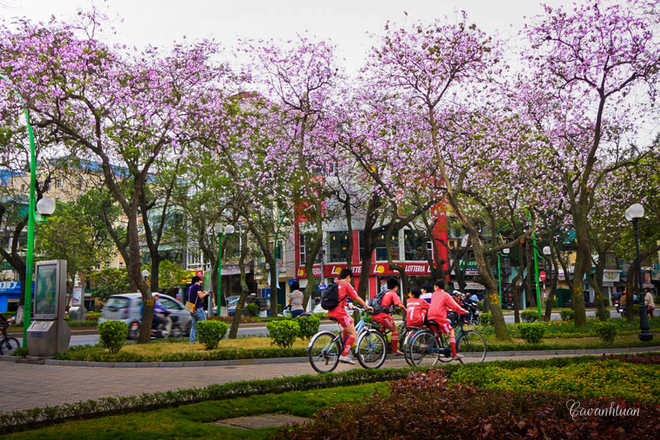 Hoa ban Tây Bắc nhuộm tím góc trời hồ Tây