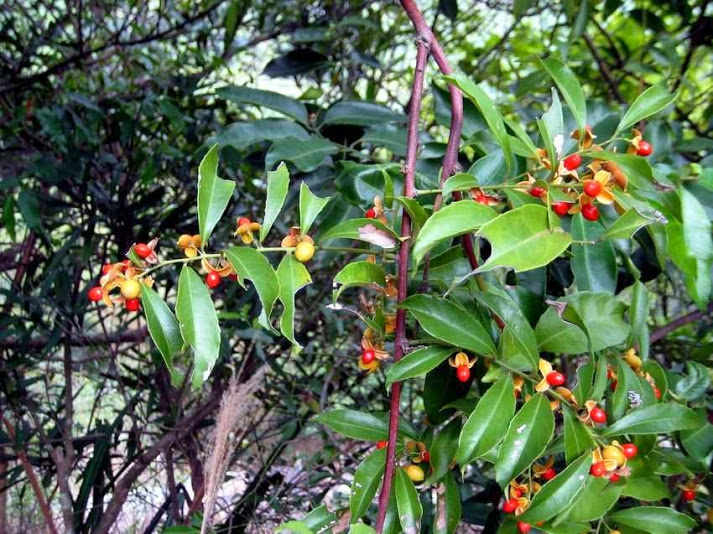 Kỹ thuật trồng cây xạ đen cho hiệu quả kinh tế cao