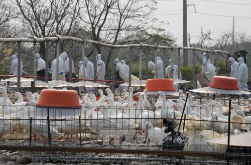 Virus H7N9 có thể phát triển thành đại dịch ở người