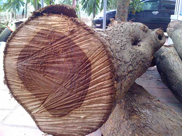 Kỹ thuật trồng cây sưa quý hiếm