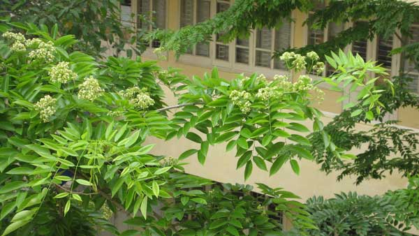 Kỹ thuật trồng cây sưa quý hiếm