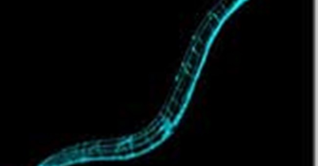 Phát hiện ung thư nhờ giun và nước tiểu