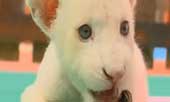 Sư tử trắng hiếm chào đời ở Brazil