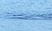 Quái vật hồ Loch Ness lại xuất hiện ở Scotland?