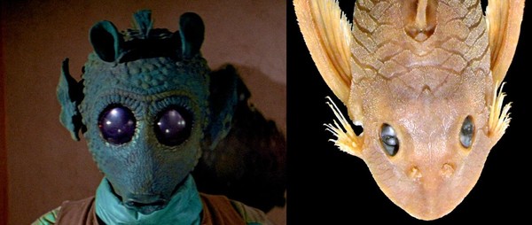 Loài cá trê "mắt long lanh" được đặt tên theo sát thủ Star Wars