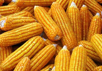 Việt Nam đã cho phép trồng 3 giống ngô biến đổi gien
