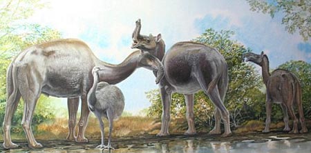 Giải mã bí ẩn về sinh vật kỳ lạ nhất từng được phát hiện