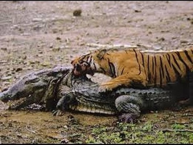 Cá sấu tử nạn trước hàm răng sắc nhọn của hổ, báo