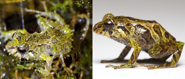 Phát hiện loài ếch có khả năng "biến hình" lớp da trong nháy mắt