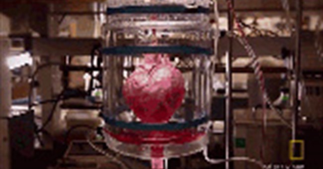 Khám phá quá trình tạo ra quả tim đập "thình thịch" trong phòng thí nghiệm