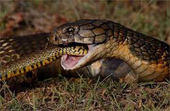 Rắn đuôi chuông bị nuốt chửng bởi rắn hổ mang khổng lồ