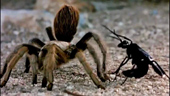 Trận chiến giữa ong và nhện hùm