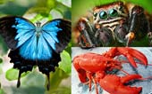 Tôm hùm, bướm và nhện có chung tổ tiên với nhau