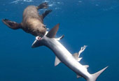 Sự trả thù ghê rợn của hải cẩu với cá mập