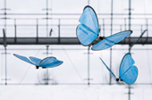 Đức chế tạo thành công robot bướm giống như thật
