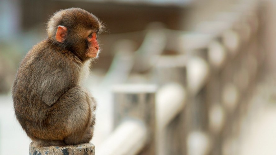 10 điểm loài khỉ giống hệt với con người