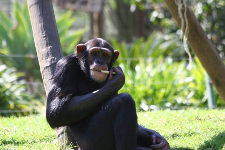 10 điểm loài khỉ giống hệt với con người