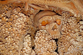 Bộ xương hóa thạch lâu đời tự mọc hàng nghìn "chiếc răng"