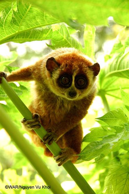 Thú quý hiếm được giải cứu ở Việt Nam