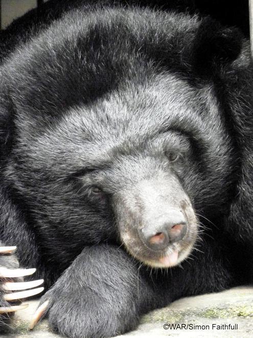 Thú quý hiếm được giải cứu ở Việt Nam